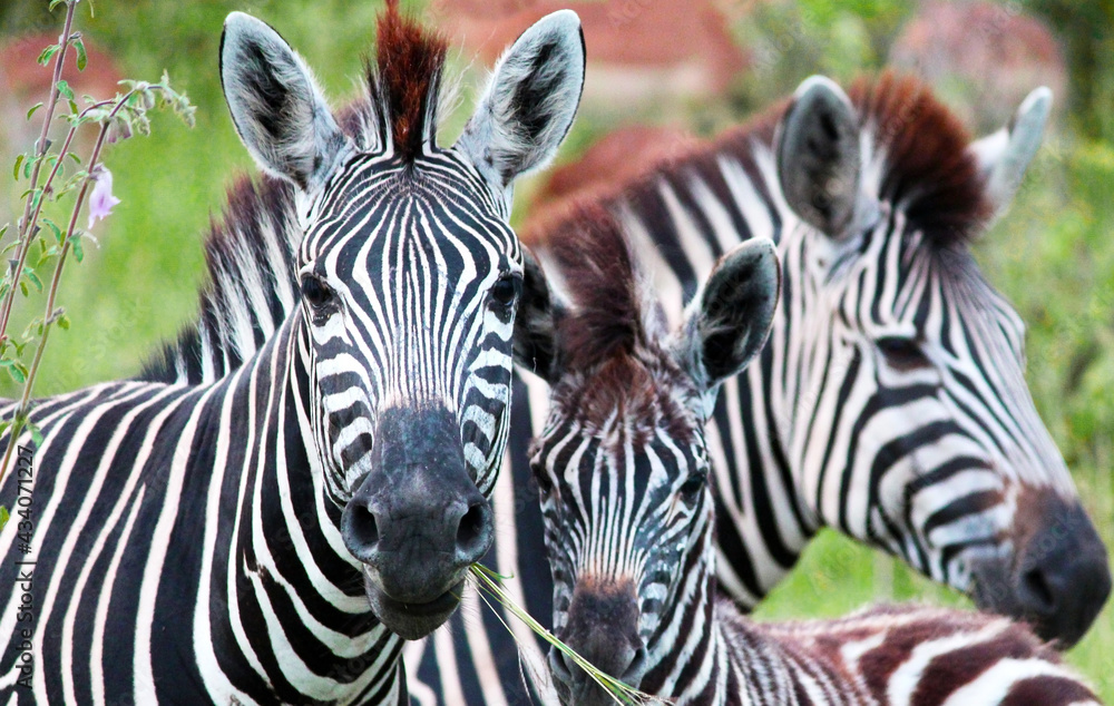 Naklejka premium Three African zebras. Monochrome animal in the savannah. Exotic animals. For wallpaper, background and postcards.