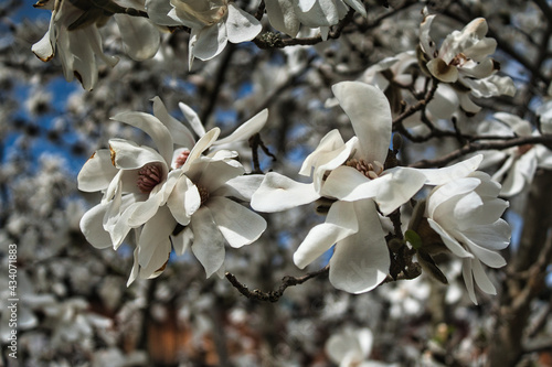 Magnolienblüte