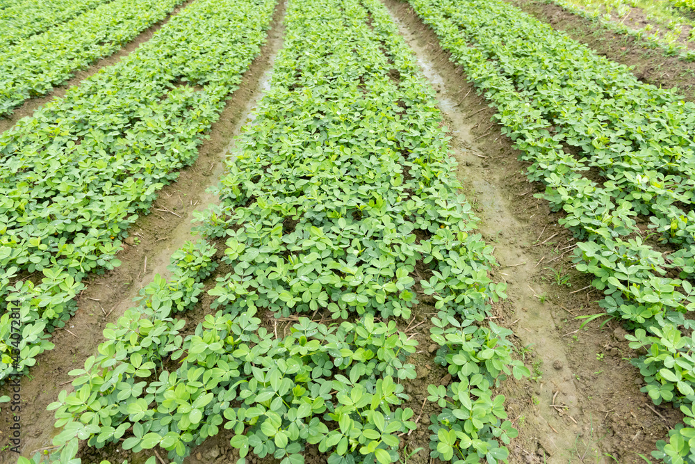 rows of planted vegetable in a village