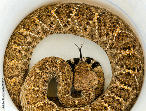 Canvastavla Top view of a Western diamondback rattlesnake