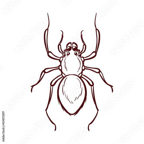 Home spider, macro of insect. Vector illustration