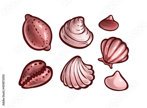 Seashells set. Marine animal shells, cartoon art photo