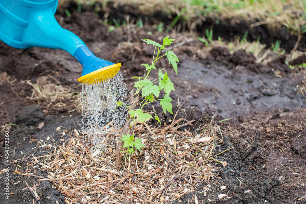 A young blackcurrant bush is watered from a watering can. A young blackcurrant bush is watered from a watering can.