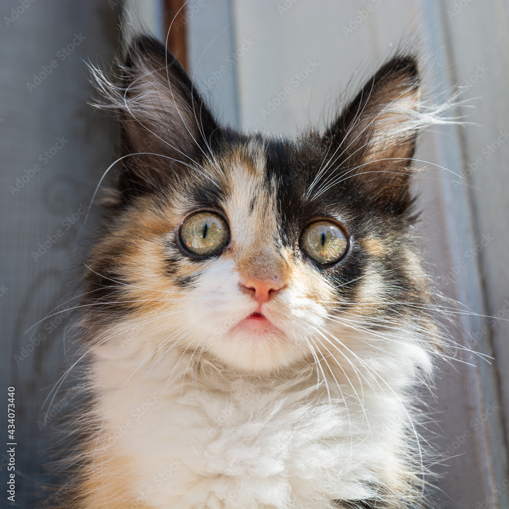 Fototapeta premium The head of a young tricolor cat. Fluffy white and red, black kitten. Tricolor kitty muzzle