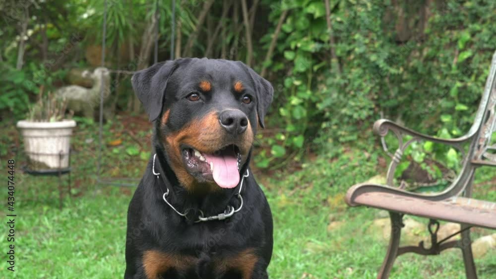 Handsome Rottweiler dog sitting on grass in a garden, head shot with with tongue wagging. Close up view. Handsome Rottweiler dog sitting on grass in a garden, head shot with with tongue wagging. Close up view.