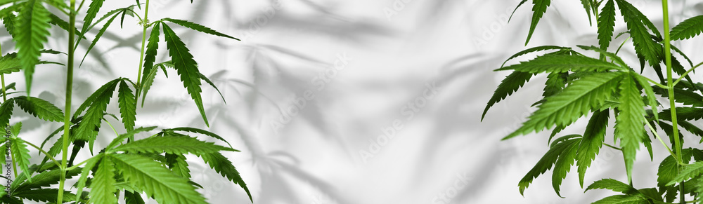 Banner with Growing organic cannabis plants. Beautiful potted marijuana plant on white background with trendy shadows Banner with Growing organic cannabis plants. Beautiful potted marijuana plant on white background with trendy shadows