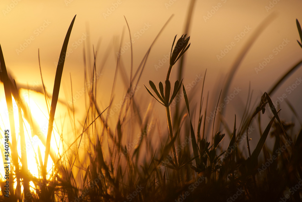 Fototapeta premium Трава в закатных лучах