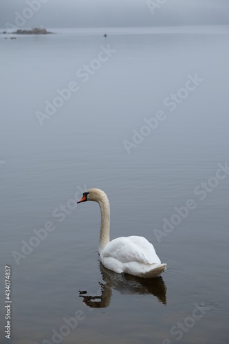 H  ckerschwan in Schweden