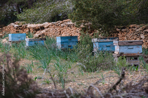 honeycomb, La Mola forest, Formentera, Pitiusas Islands, Balearic Community, Spain © Tolo