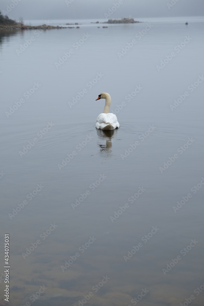 Höckerschwan in Schweden Höckerschwan in Schweden