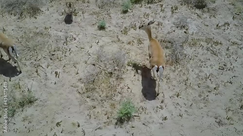 DRONE SHOT Rhim gazelle in the desert of Iraq photo