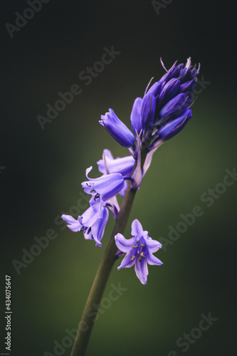 Bluebell bloom taken in my own back garden, soft background which is blurred