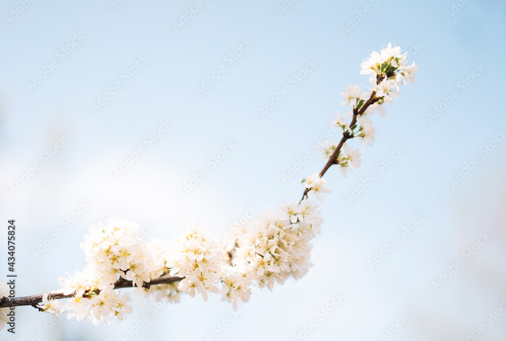 Blooming apple tree with white flowers on branches against the blue sky
