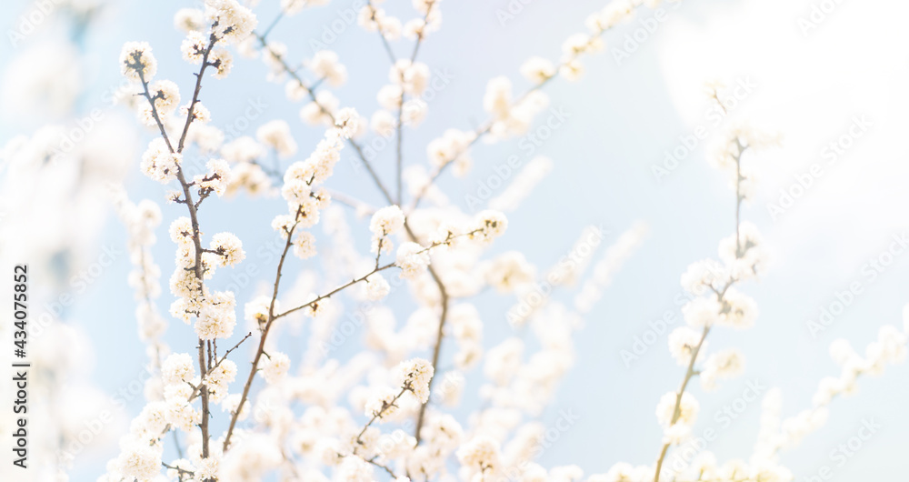Blooming apple tree with white flowers on branches against the blue sky