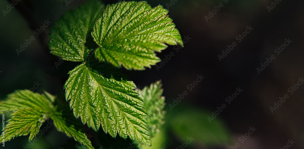 Green raspberry leaves close-up under the sunbeams. Horizontal photo Green raspberry leaves close-up under the sunbeams. Horizontal photo