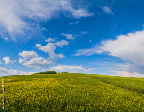 Spring rapeseed yellow blooming fields