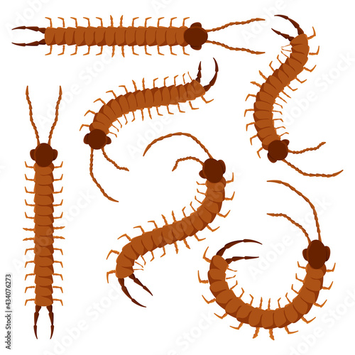 Centipede vector cartoon insects set isolated on a white background.