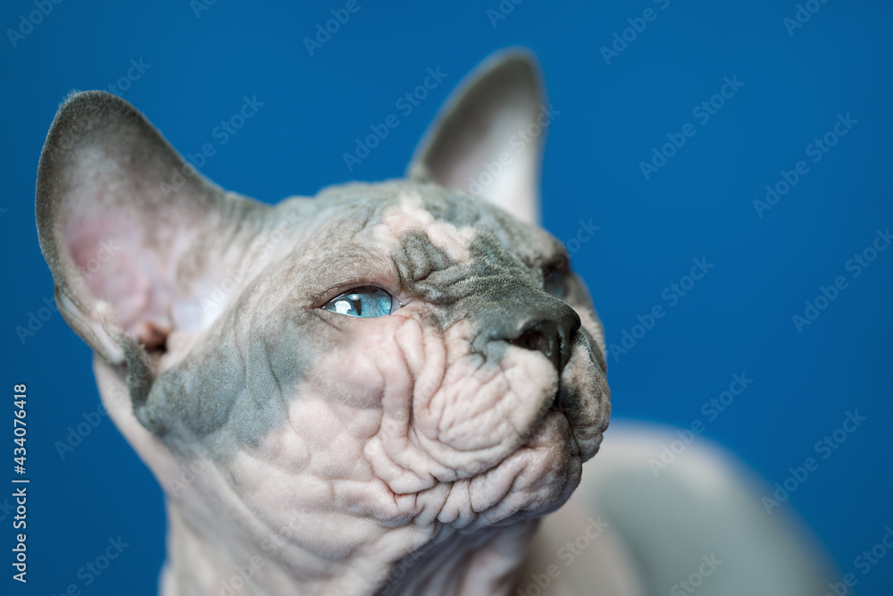 Close-up portrait of Canadian Sphynx cat - breed of cat known for its lack of fur. Hairless male cat on blue background.