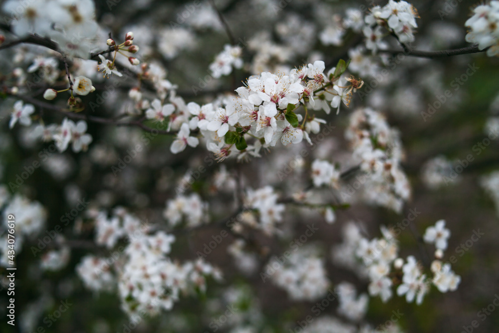 Beautiful branches of a blooming garden in spring. Beautiful branches of a blooming garden in spring.