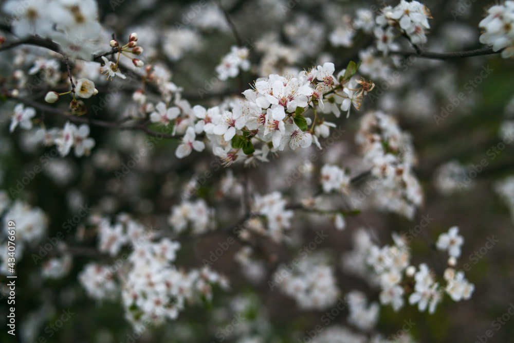 Beautiful branches of a blooming garden in spring.