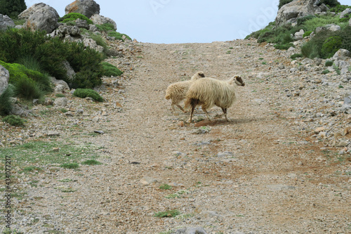 Typisch Kreta am Afendis Stavromenos  bei Melisses photo