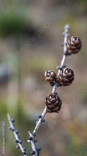 Foyr pine cones on grey dead branch without pine needles. Strong bokeh background