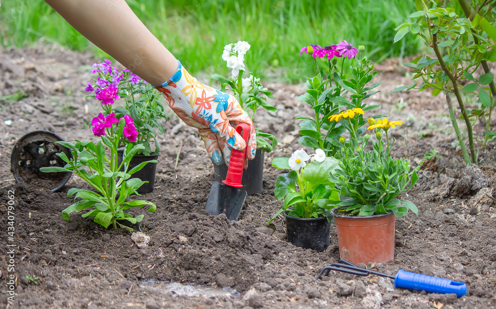 Fototapeta premium The girl plants flowers in the flowerbed. Selective focus