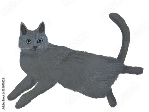 人間を誘惑するおっぴろげ猫グレー