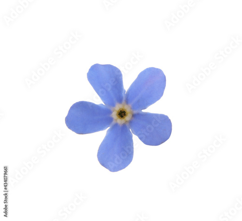 Beautiful blue Forget-me-not flower isolated on white © New Africa