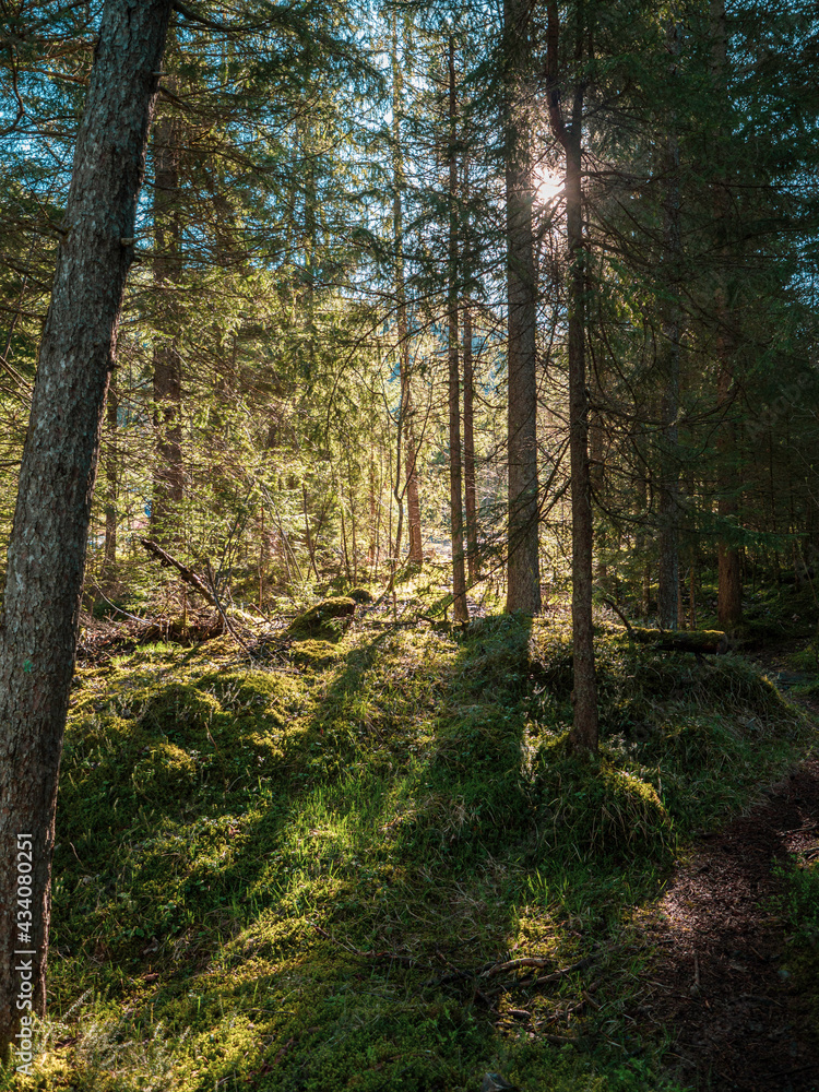 Fototapeta premium Beautiful sun rays shine through the trees in a mountain pine forest as a footpath mountain trail leads into the forest.