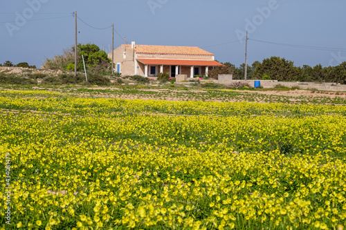 vegetable patch, Formentera, Pitiusas Islands, Balearic Community, Spain