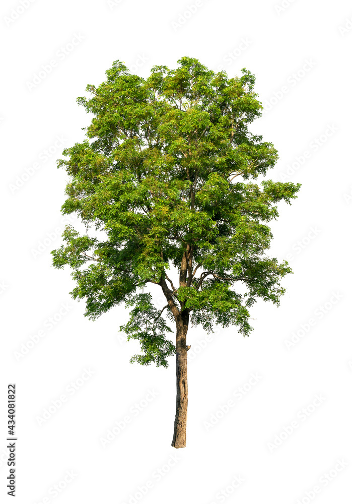 Fototapeta premium Single green leaves tree isolated on white with clipping path