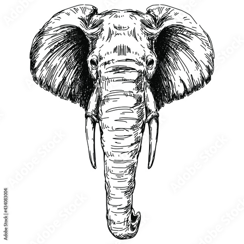 Sketch elephant head, black and white vector illustration. Vintage etching.