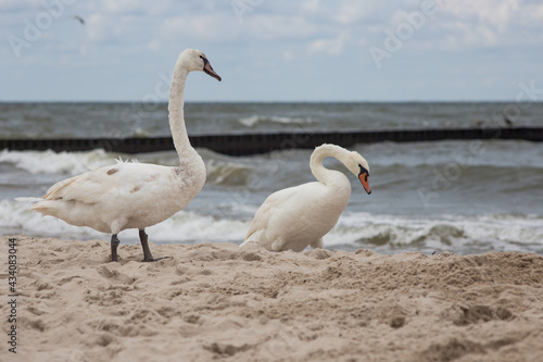 Ptaki Łabedzie Morze Bałtyckie 