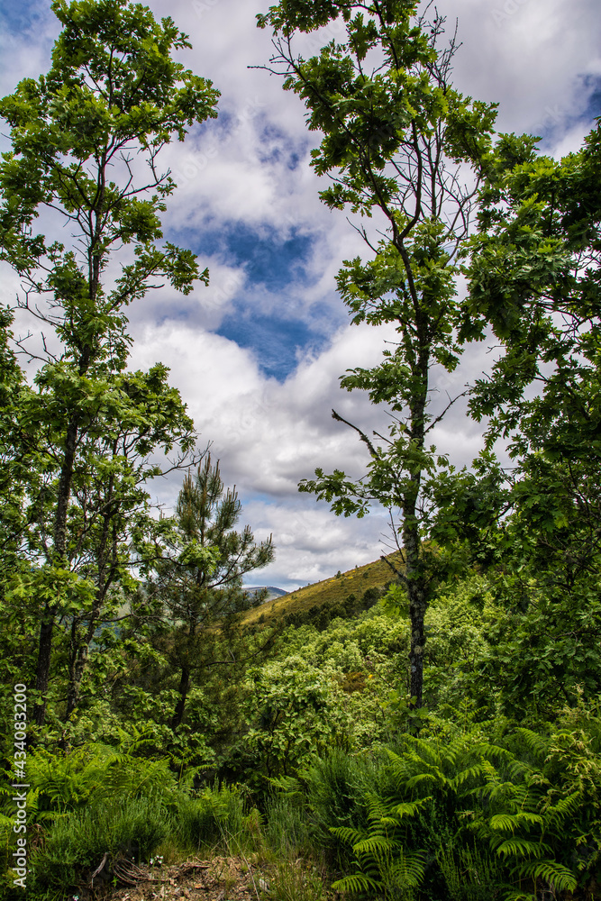Majestic Forest In The Middle Of Mountain. Las Hurdes Located North Of Caceres In Extremadura-Spain. Landscape Concept Majestic Forest In The Middle Of Mountain. Las Hurdes Located North Of Caceres In Extremadura-Spain. Landscape Concept