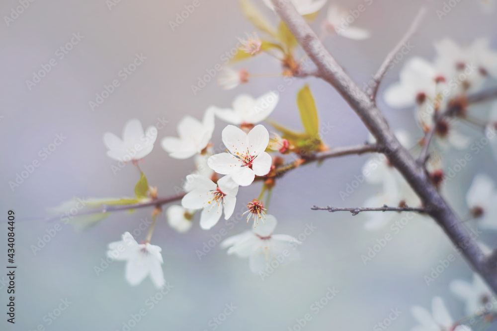 Delicate white fragrant cherry blossoms bloom on a misty May day. Nature in spring. Sakura.
