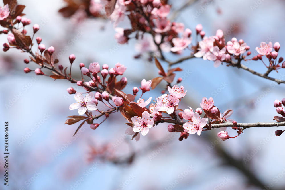 Beautiful spring pink blossoms on tree branches against blurred background