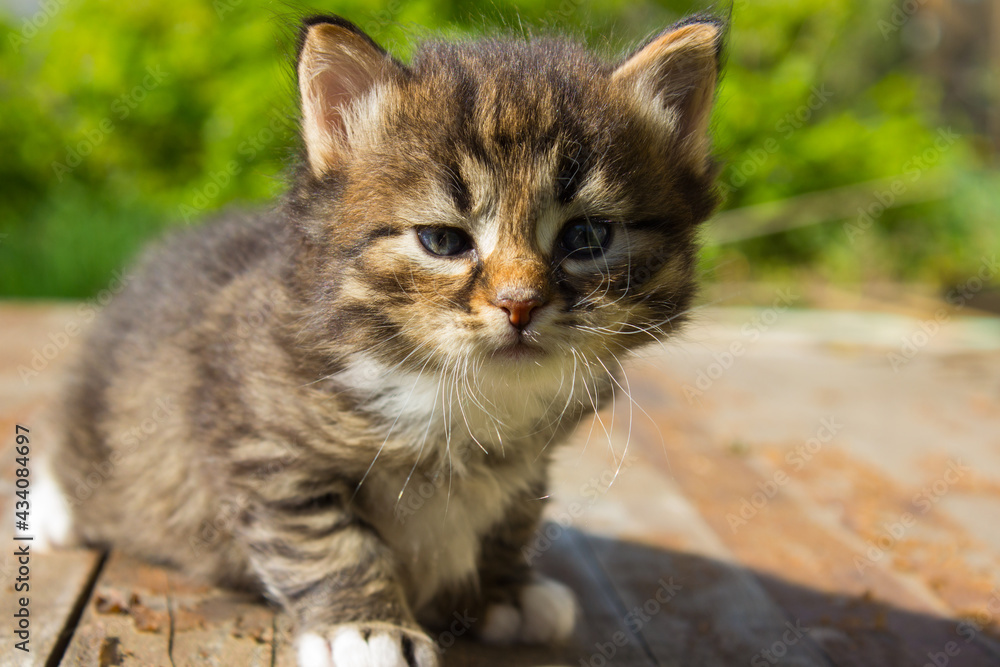 Cute tabby kitten lies on white plaid at home. Newborn kitten, Baby cat, Kid animal and cat concept. Domestic animal. Home pet. Cozy home cat, kitten.