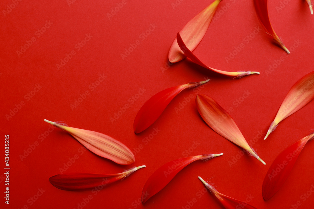 Beautiful fresh gerbera petals on red background, flat lay. Space for text Beautiful fresh gerbera petals on red background, flat lay. Space for text
