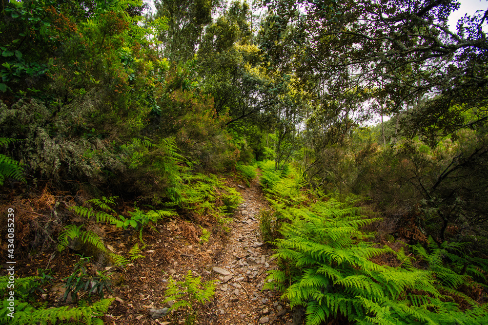 Majestic Forest In The Middle Of Mountain. Las Hurdes Located North Of Caceres In Extremadura-Spain. Landscape Concept Majestic Forest In The Middle Of Mountain. Las Hurdes Located North Of Caceres In Extremadura-Spain. Landscape Concept