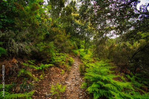 Majestic Forest In The Middle Of Mountain. Las Hurdes Located North Of Caceres In Extremadura-Spain. Landscape Concept © Nanci