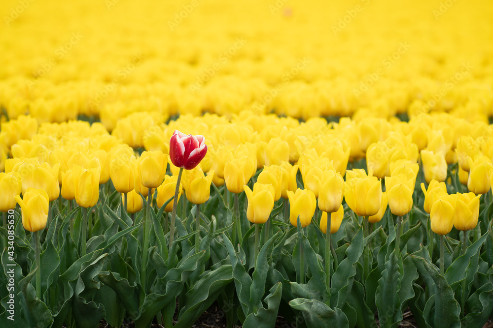 Obraz premium Tulpenfeld