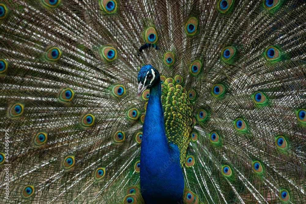 Fototapeta premium Pfau Portait