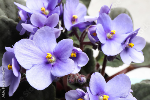 Beautiful violet flowers on light grey background, closeup. Plant for house decor