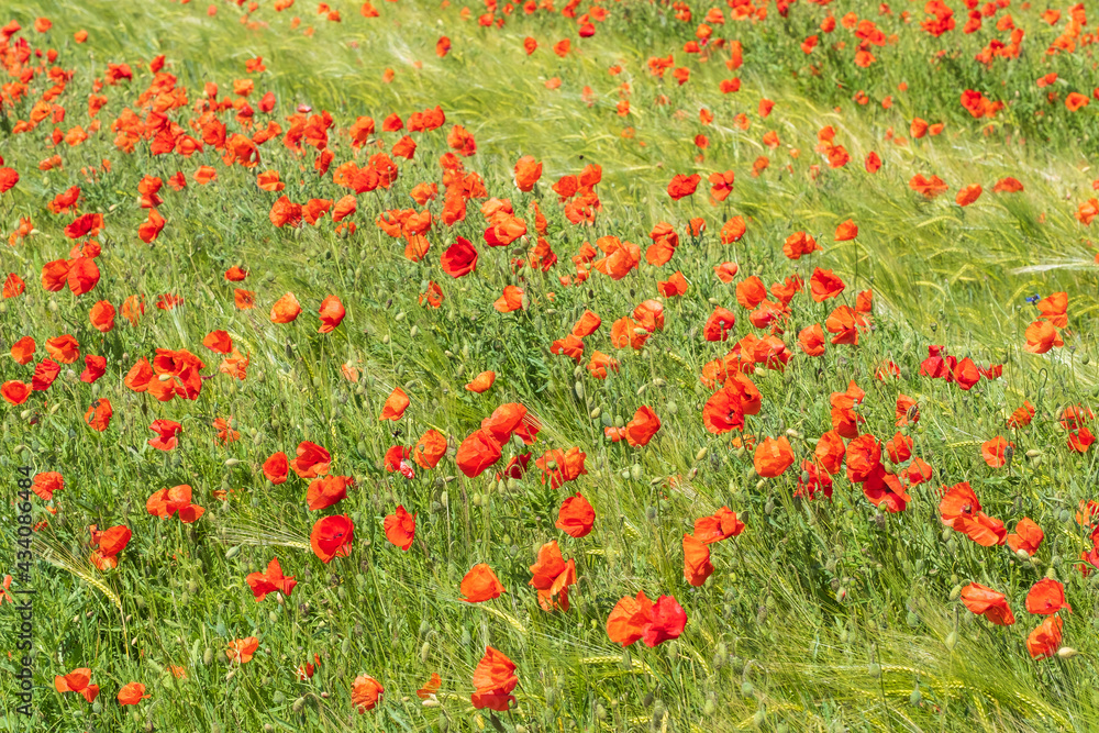 Red poppy blooming in a yellow grain field on a sunny day 