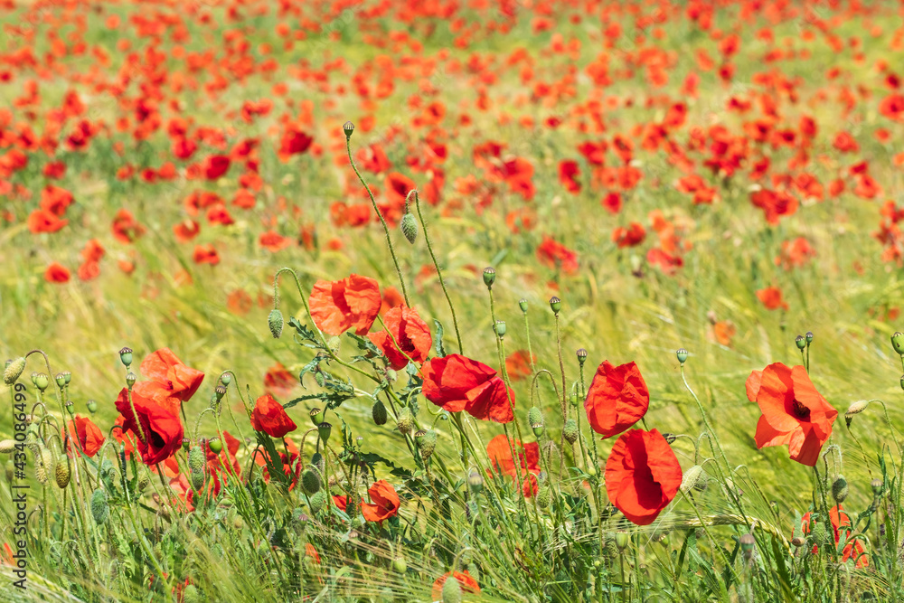 Obraz premium Red poppy blooming in a yellow grain field on a sunny day 