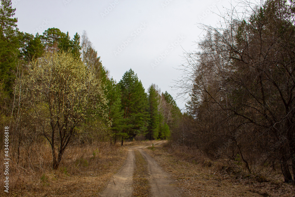 Obraz premium The road through a beautiful forest. Dirt road winds through the forest among pines and birches