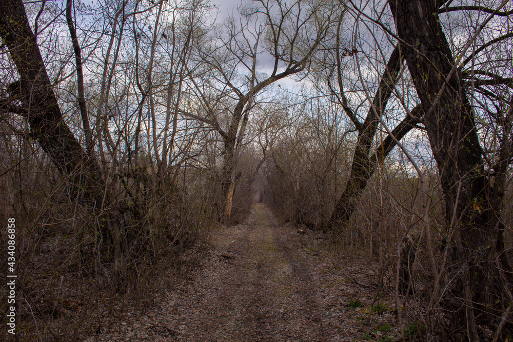 The road through the mysterious forest. Dark road in a gloomy forest in the off-season The road through the mysterious forest. Dark road in a gloomy forest in the off-season