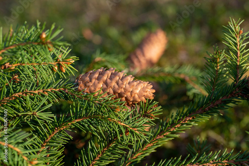 Wallpaper Mural Fir branch with a pine cone on a blurred green background.  Torontodigital.ca