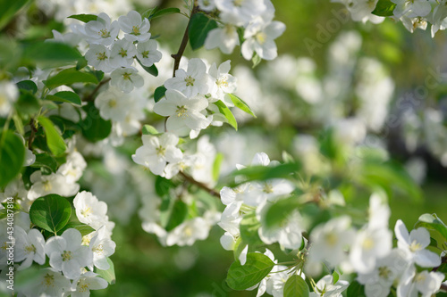 apple blossom in spring